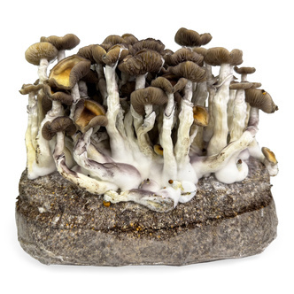 Zamnesia Ready-2-Grow-pose "Golden Teacher"
