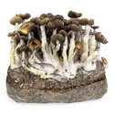 Zamnesia Ready-2-Grow Bag 'Golden Teacher'