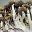 Zamnesia Ready-2-Grow Bag 'Golden Teacher'