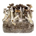 Zamnesia Ready-2-Grow Bag 'Golden Teacher'
