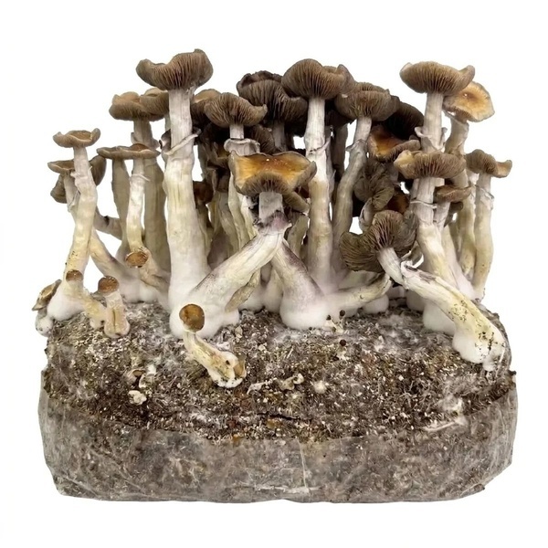 Zamnesia Ready-2-Grow Bag 'Golden Teacher'
