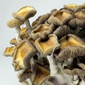 Zamnesia Ready-2-Grow Bag 'Golden Teacher'