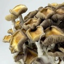 Zamnesia Ready-2-Grow Bag 'Golden Teacher'