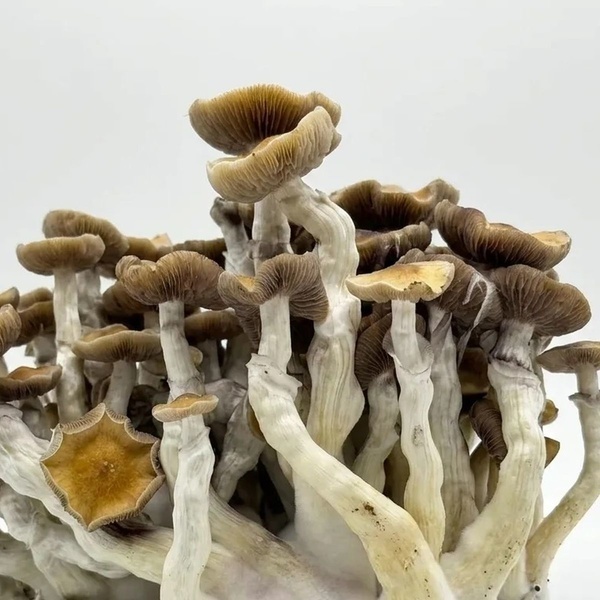 Zamnesia Ready-2-Grow Bag 'Golden Teacher'