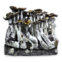 Zamnesia Ready-2-Grow Bag 'McKennaii'