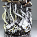 Zamnesia Ready-2-Grow Bag 'McKennaii'