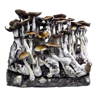 Zamnesia Ready-2-Grow Bag 'McKennaii'