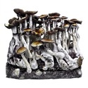 Zamnesia Ready-2-Grow Bag 'McKennaii'