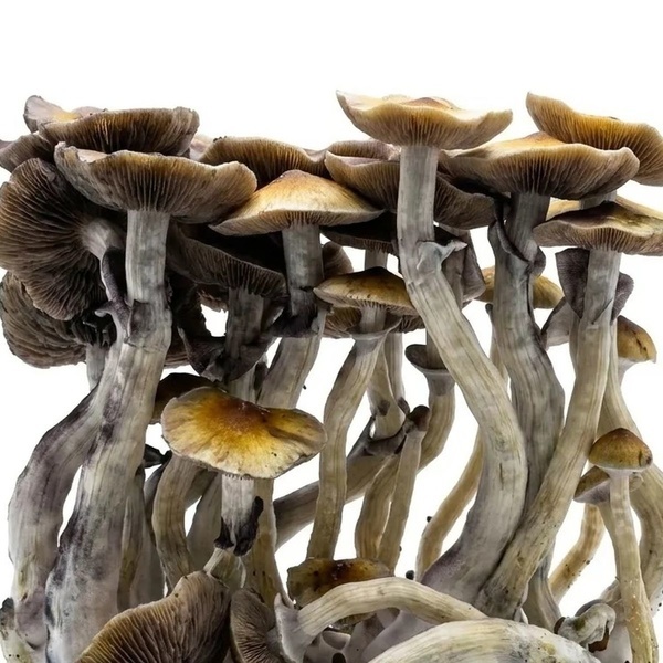 Zamnesia Ready-2-Grow Bag 'McKennaii'