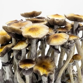 Zamnesia Ready-2-Grow Bag 'McKennaii'