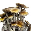 Zamnesia Ready-2-Grow Bag 'McKennaii'