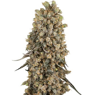 Atomic Blue Dream (Sensi Seeds) feminiserede cannabisfr&oslash;