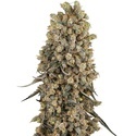 Atomic Blue Dream (Sensi Seeds) Feminiserede