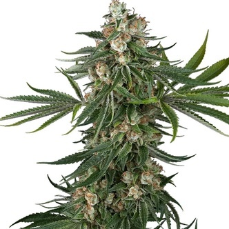 Fallout OG (White Label) feminiserede cannabisfr&oslash;