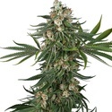 Fallout OG (White Label) Feminiserede