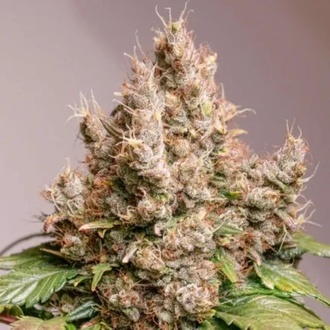 Auto Red Tropicana Cookies (Dutch Passion) Feminiserede
