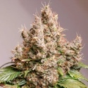 Auto Red Tropicana Cookies (Dutch Passion) Feminiserede
