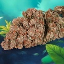 Auto Red Tropicana Cookies (Dutch Passion) Feminiserede