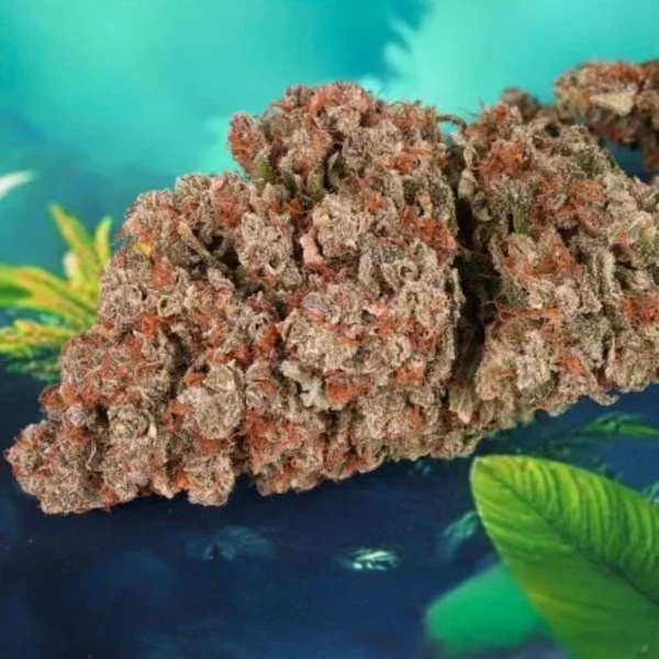 Auto Red Tropicana Cookies (Dutch Passion) Feminiserede