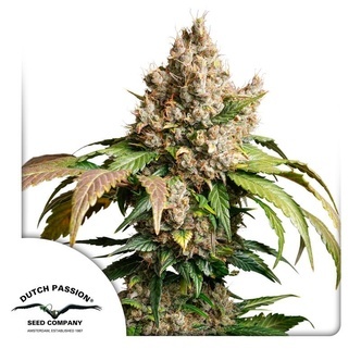 Auto Red Tropicana Cookies (Dutch Passion) feminiserede cannabisfr&oslash;