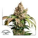 Auto Red Tropicana Cookies (Dutch Passion) Feminiserede