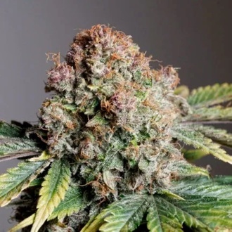 Auto Strawberry Soda (Dutch Passion) Feminiserede