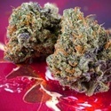 Auto Strawberry Soda (Dutch Passion) Feminiserede