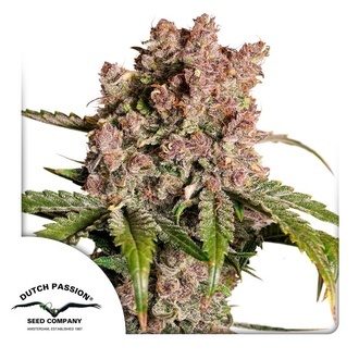 Auto Strawberry Soda (Dutch Passion) Feminiserede