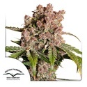 Auto Strawberry Soda (Dutch Passion) Feminiserede