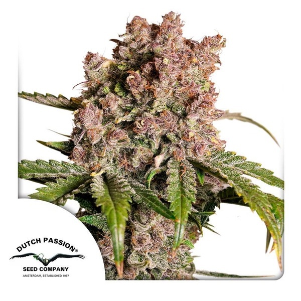 Auto Strawberry Soda (Dutch Passion) Feminiserede