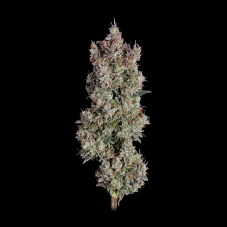 Shortcut Autoflower (Happy Valley Genetics) Feminiserede
