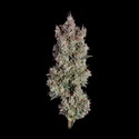 Shortcut Autoflower (Happy Valley Genetics) Feminiserede