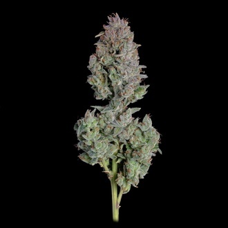 Easy Button Autoflower (Happy Valley Genetics) Feminiserede