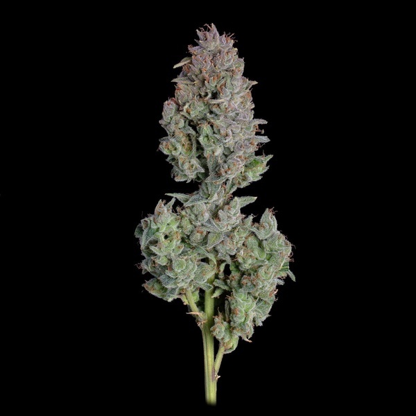 Easy Button Autoflower (Happy Valley Genetics) Feminiserede