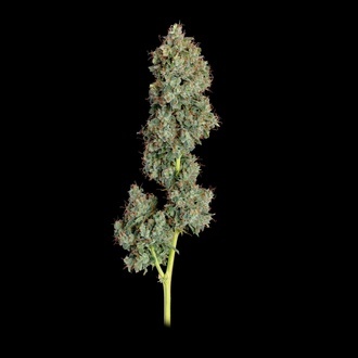 Everglades OG Autoflower (Happy Valley Genetics) Feminiserede