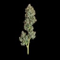 Everglades OG Autoflower (Happy Valley Genetics) Feminiserede