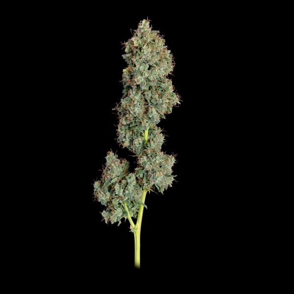 Everglades OG Autoflower (Happy Valley Genetics) Feminiserede