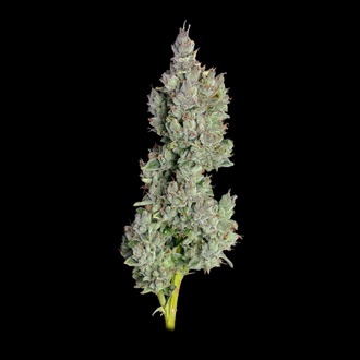 Pineapple Daddy Autoflower (Happy Valley Genetics) Feminiserede