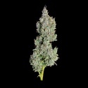 Pineapple Daddy Autoflower (Happy Valley Genetics) Feminiserede