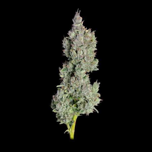 Pineapple Daddy Autoflower (Happy Valley Genetics) Feminiserede