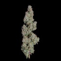Pineapple Diesel Autoflower (Happy Valley Genetics) Feminiserede