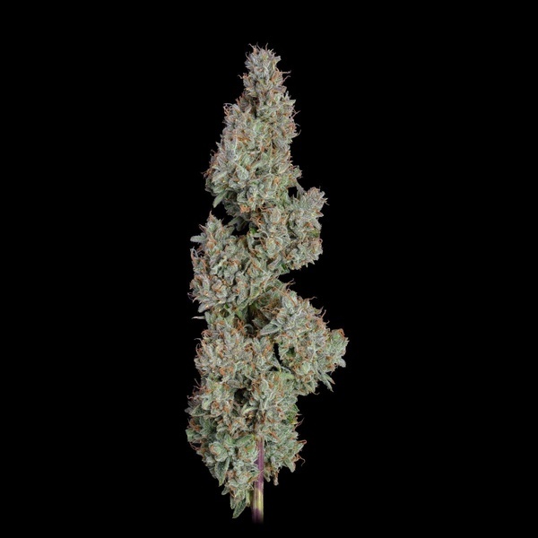 Pineapple Diesel Autoflower (Happy Valley Genetics) Feminiserede