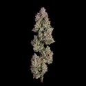 Oh My Thai Autoflower (Happy Valley Genetics) Feminiserede