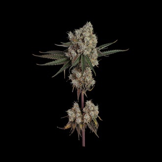 Another Level (Happy Valley Genetics) Feminiserede