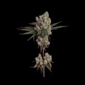 Another Level (Happy Valley Genetics) Feminiserede