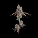 Candy Games 25 (Happy Valley Genetics) Feminiserede