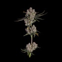 Candy Games 38 (Happy Valley Genetics) Feminiserede