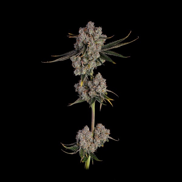 Candy Games 38 (Happy Valley Genetics) Feminiserede