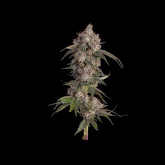 Game Over (Happy Valley Genetics) Feminiserede