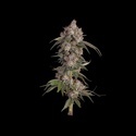 Game Over (Happy Valley Genetics) Feminiserede